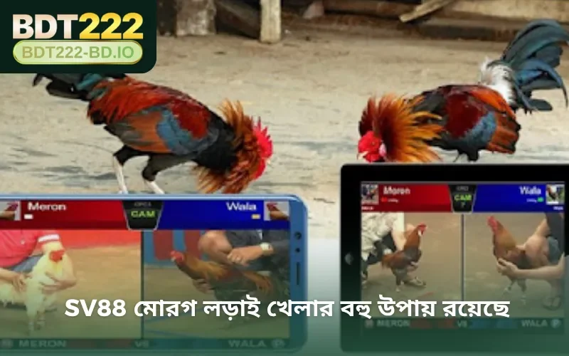SV88 মোরগ লড়াই খেলার বহু উপায় রয়েছে
